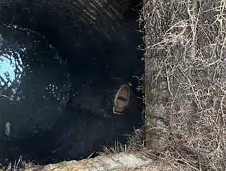 Pipe cleared of tree root ingress in Weybridge