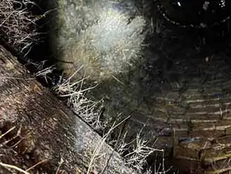 Pipe full of tree root ingress in Weybridge