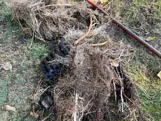 Tree Roots Ingress removed from Drain